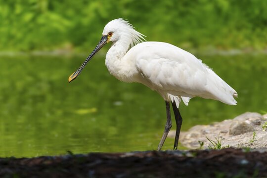 A white spoonbill with a long beak stands on the bank of a green pond, spoonbill, spoonbill (Platalea leucorodia), France