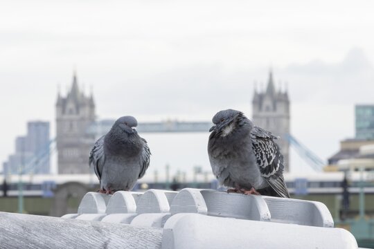 Feral pigeon (Columba livia domestica) two adult birds on the Millenium bridge with Tower bridge in the background, City of London, England, United Kingdom