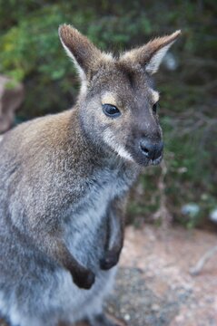 Bennetts Wallaby (Macropus rufogriseus), Tasman National Park, Tasmania, Australia