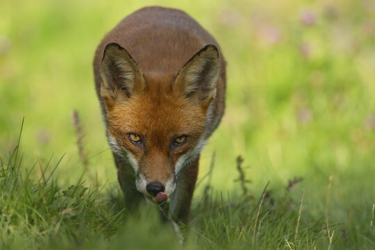 Red fox (Vulpes vulpes) adult animal stalking in grassland, England, United Kingdom