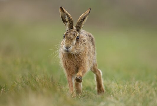 European brown hare (Lepus europaeus) adult running across grassland, Suffolk, England, United Kingdom