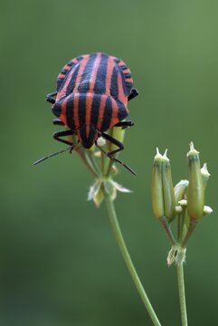 Striped Shield Bug (Graphosoma lineatum), Tratzberg Nature Reserve, Tirol, Austria