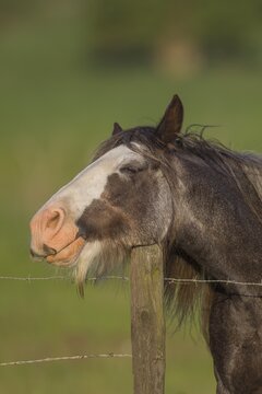 Horse resting its head on a fence post, Suffolk, England, United Kingdom