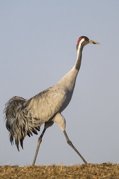 Crane (grus grus) strides across field, V&auml;sterg&ouml;tland, Sweden