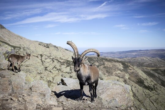 Spanish Ibexes (Capra pyrenaica), Sierra de Gredos, &Aacute;vila, Castile and Le&oacute;n, Spain