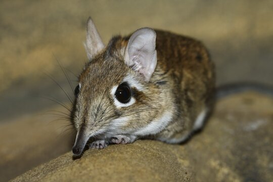 Rufous elephant shrew (Galegeeska rufescens, Elephantulus rufescens), captive, occurring in East Africa