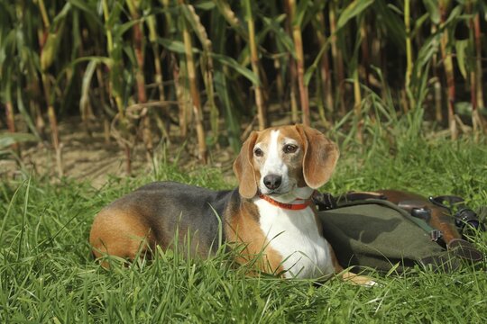 Hunting dog German Bracke, Allg&auml;u, Bavaria, Germany