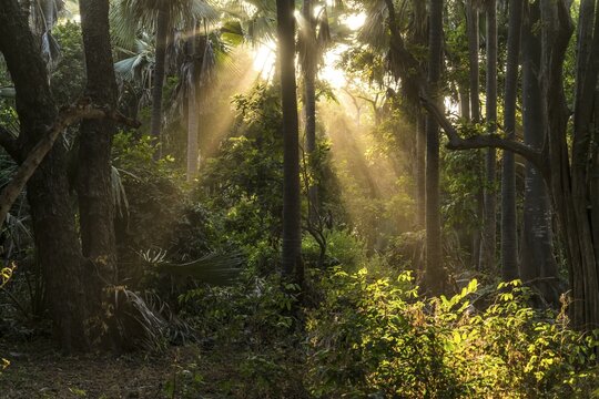 Sunbeams in the jungle, Bijilo Forest Park, Bijilo, Gambia, West Africa