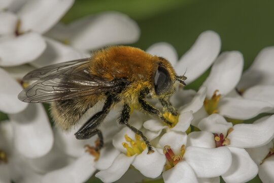 Narcissus Bulb Fly (Merodon equestris) male on Evergreen candytuft (Iberis sempervirens), Baden-W&uuml;rttemberg, Germany