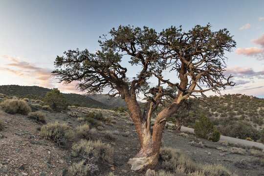 Old Colorado pinyon (Pinus edulis) in heathland in front of evening sky, White Mountains, at Schulman Grove, Bishop, California, United States