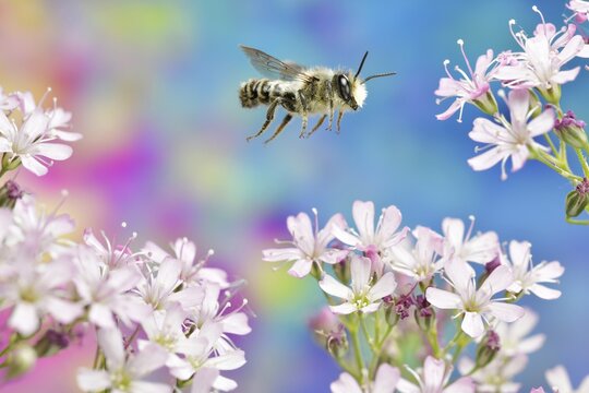 Platter Pea Mortar Bee (Megachile ericetorum) in flight at the flowers of Tufted Gypsophila (Gypsophila fastigiata)