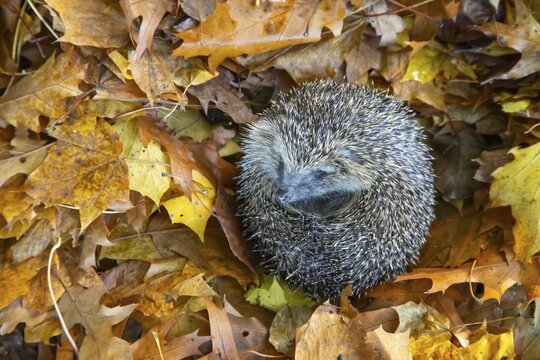 European hedgehog (Erinaceus europaeus) adult animal curled in a ball on fallen autumn leaves, England, United Kingdom