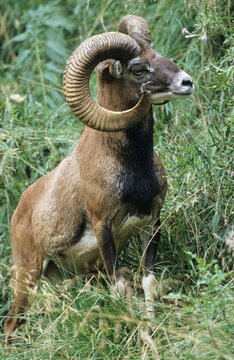 Argali or mountain sheep, (Ovis ammon), summer coat, Allgaeu, Bavaria, Germany, Europe