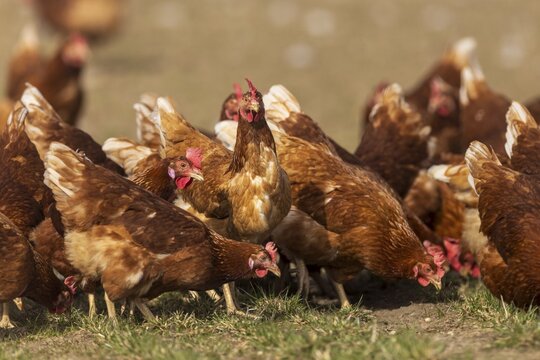 Lively brown hens pecking together in a meadow, domestic chicken, Rhineland-Palatinate, Germany