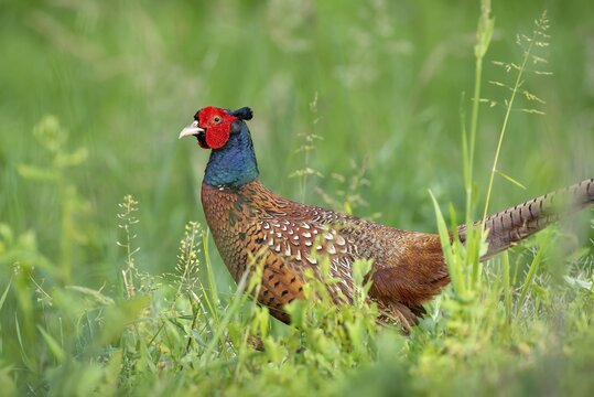 Hunting pheasant (Phasianus ssp.) standing on a green meadow, male, Burgenland, Austria