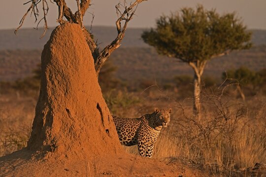 Leopard (Panthera pardus), standing in the soft evening light in the savannah next to a termite mound, Okonjima Game Farm, Namibia