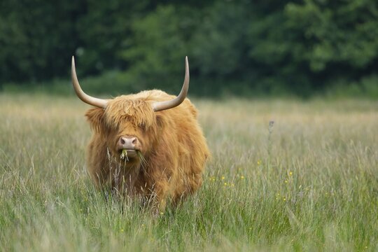 Highland cattle (Bos taurus) adult animal eating grass in a Summer meadow, Norfolk, England, United Kingdom