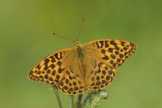 Silver-washed Fritillary (Argynnis paphia), butterfly on a thistle flower, Suffolk, United Kingdom