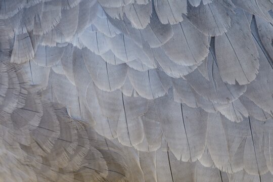 Feathers of crane (grus grus), plumage, wings, structure, V&auml;sterg&ouml;tland, Sweden