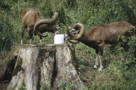 European Mouflons (Ovis ammon musimon) at a salt lick, salt-lick