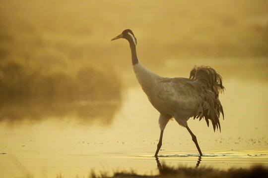 Crane (grus grus) at sunrise, walking in water in a misty bog, V&auml;sterg&ouml;tland, Sweden