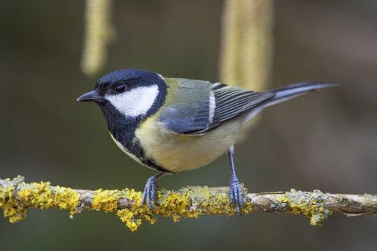 A great tit (Parus major) sitting on a mossy branch, Baden-W&uuml;rttemberg, Germany