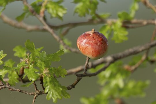 Gall, gall apple on oak (Quercus), Common oak gall wasp (Cynips quercusfolii), Lower Saxony, Germany