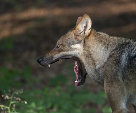 Wolf (Canis lupus) yawning, teeth visible, Germany