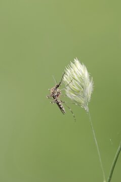 Mosquito (Aedes spec.), North Rhine-Westphalia, Germany