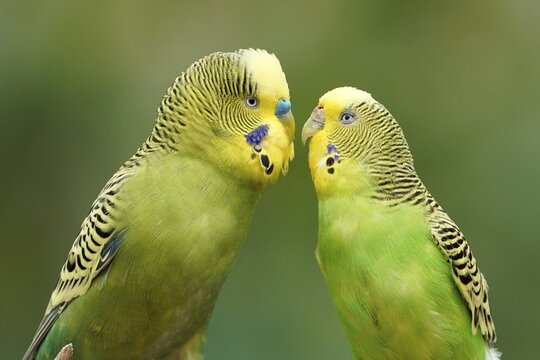 Budgie (Melopsittacus undulatus) mating behaviour, captive, Germany