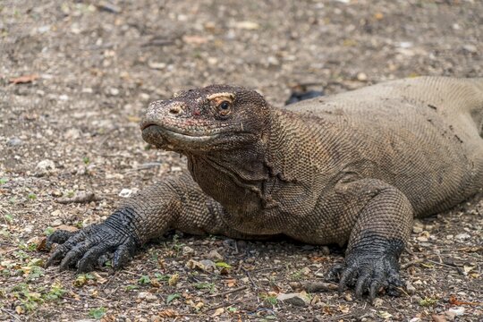 Komodo dragon or monitor (Varanus komodoensis), Komodo National Park, Rinca Island, Lesser Sunda Islands, Indonesia