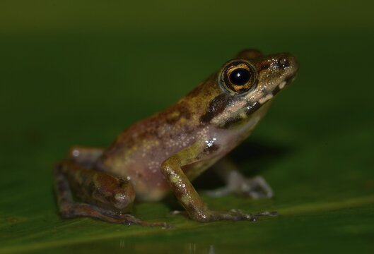 Frog (Anura), genus unknown, rainforest, Marojejy National Park, northeast, Madagascar