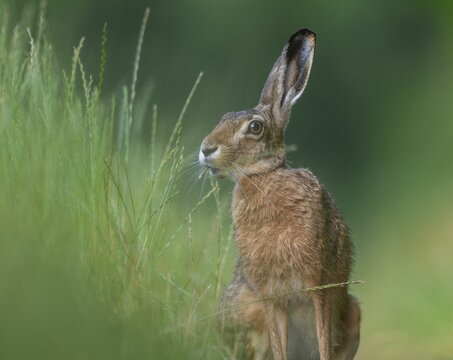 European hare (Lepus europaeus) eating grass, wildlife, Lower Saxony, Germany