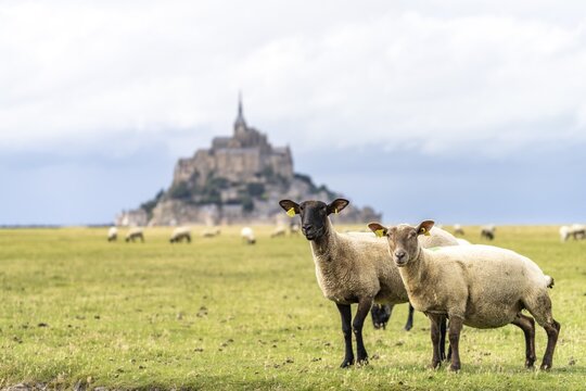 Sheep in front of the monastery mountain Mont Saint-Michel, Le Mont-Saint-Michel, Normandy, France