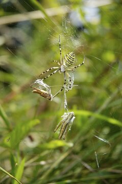 Black and yellow Ariope ( Argiope bruennichi) sitting in spider net with wrapped grasshoppers for prey