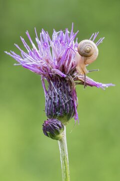 Brook thistle (Cirsium rivulare), with small snail, Filz wetland, W&ouml;rgl, Tyrol, Austria