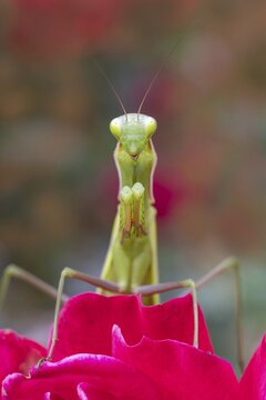 Praying mantis (Mantis religiosa), Littlewood-Ranch, Limbach, Burgenland, Austria
