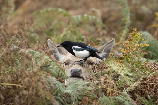 Red deer (Cervus elaphus) adult animal female amongst bracken with a Magpie (Pica pica) bird on its head in the autumn, England, United Kingdom