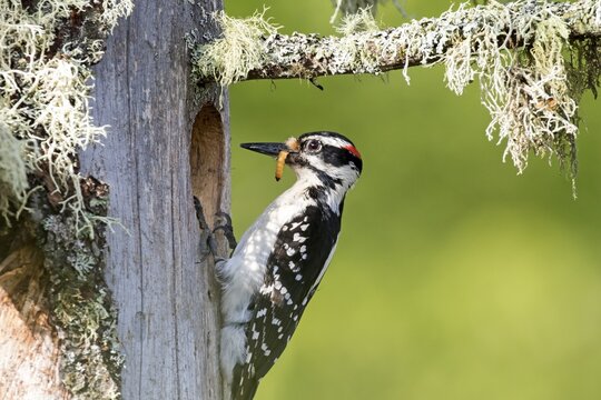 Hairy woodpecker (Leuconotopicus villosus), female bringing a caterpillar to feed the babies, La Mauricie national park, province of Quebec, Canada,