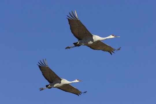 Sandhill Cranes (Grus canadensis) flying, Bosque del Apache Wildlife Refuge, New Mexico, North America, USA