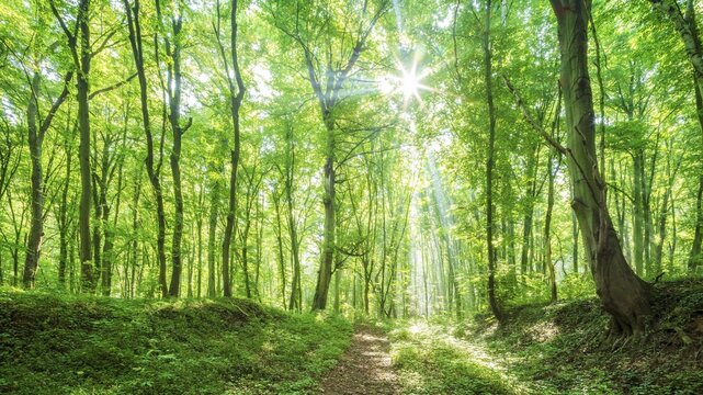 Panorama, hiking trail through natural beech forest, sun shining through the foliage, Burgenlandkreis, Saxony-Anhalt, Germany