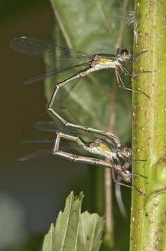 Willow Emerald Damselflies (Chalcolestes viridis), young couple laying eggs on an Alder, Abtsgmuend, Baden-W&uuml;rttemberg, Germany