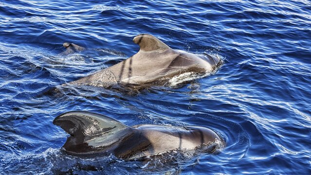 Pilot whale (Globicephala), group with young, swimming on water surface, whale watching, Tenerife, Spain