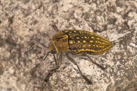 Jewel Beetle (Julodis ehrenbergii), Lake Kerkini region, Greece, Europe