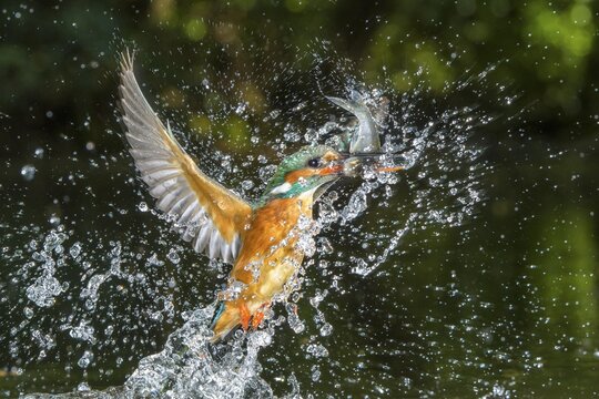 Busted Common kingfisher ( Alcedo atthis) with captured fish, hunting, Netherlands