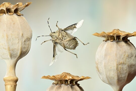 Raphigaster nebulosa (Rhaphigaster nebulosa), in flight, Germany