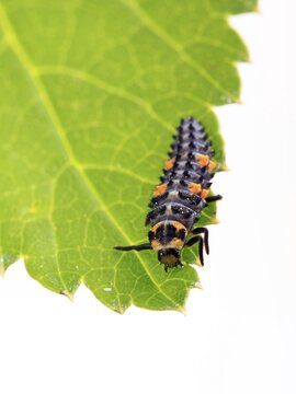 Larva of a Seven-Spot Ladybird (Coccinella septempunctata)