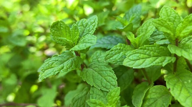 Fresh mint plants growing in home vegetable garden