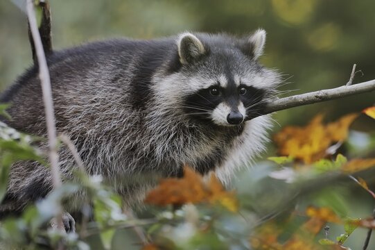 Raccoon (Procyon lotor) in a tree in autumn, Hesse, Germany