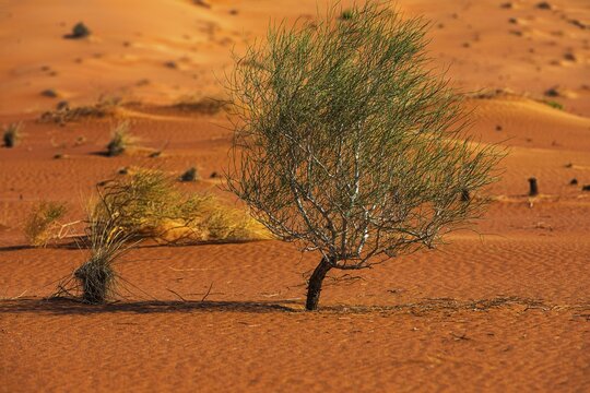 Wind-sculpted sand structure with green vegetation, in the Rub al Khali desert, Dhofar province, Arabian Peninsula, Sultanate of Oman